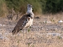 Kori Bustard